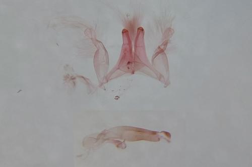 Réf. 346 329 : Oxyptilus laetus